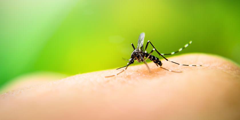 Guía Dengue